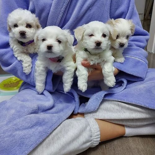 maltese_puppies_for_sale56_1641896776_2748751844095435548_45087918616