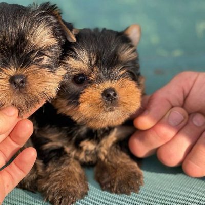 yorkie_puppies_for_adoption22_1660576415_2905448012075590128_51989975602